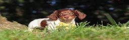 Miniature Dachshund dogs for sale: Shane - Ad 8