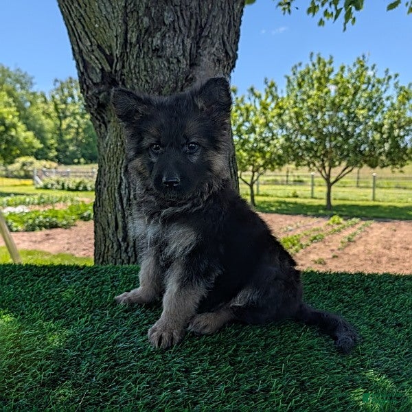 German Shepherd dogs Beth - Ad 1