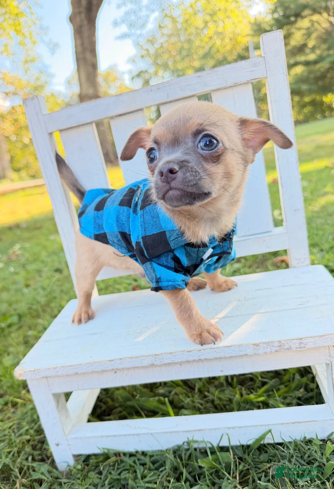 Chihuahua dogs for sale: Chihuahua 1 - Ad 2
