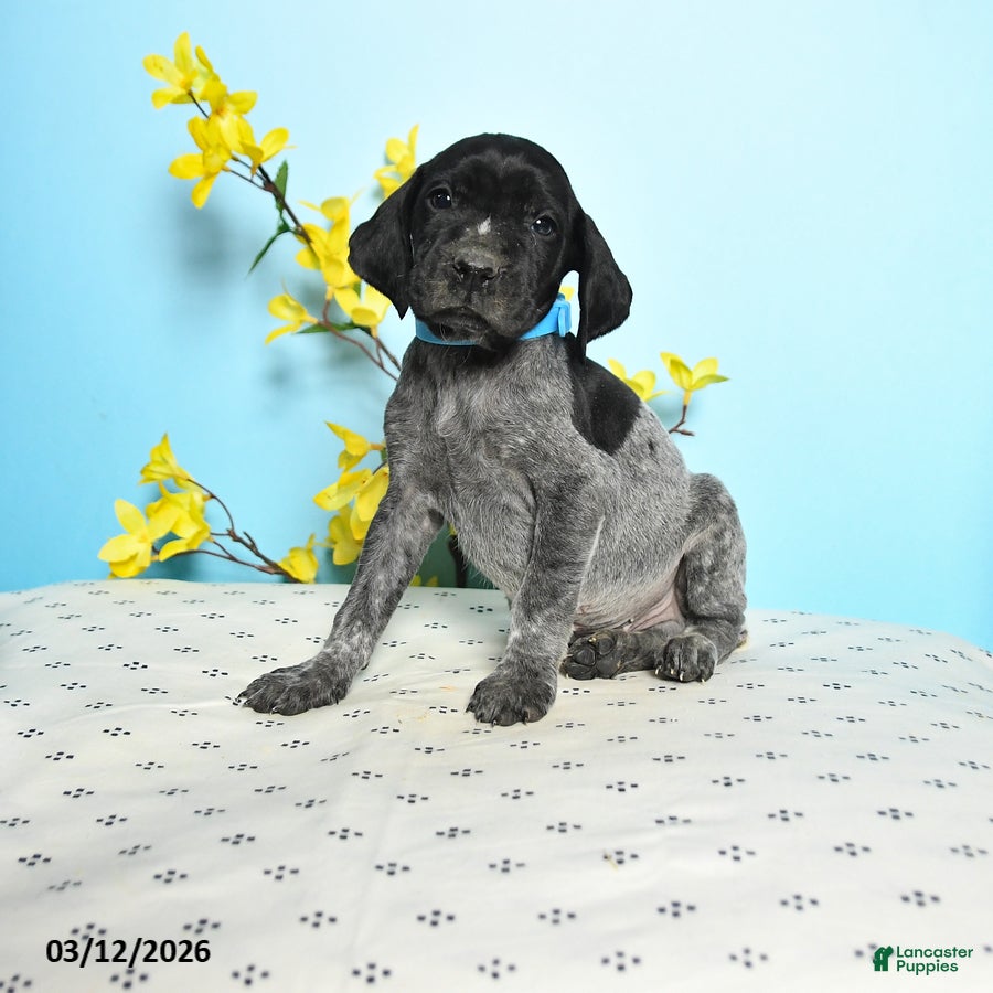 German Shorthaired Pointer dogs Tango - Ad 1