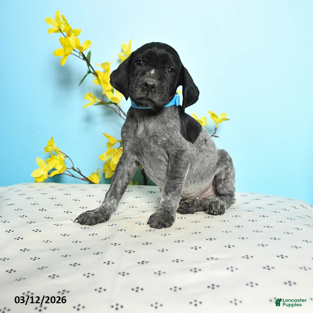 German Shorthaired Pointer dogs for sale: Tango - Ad 1