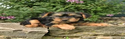 Yorkshire Terrier dogs for sale: Cinnamon - Ad 4