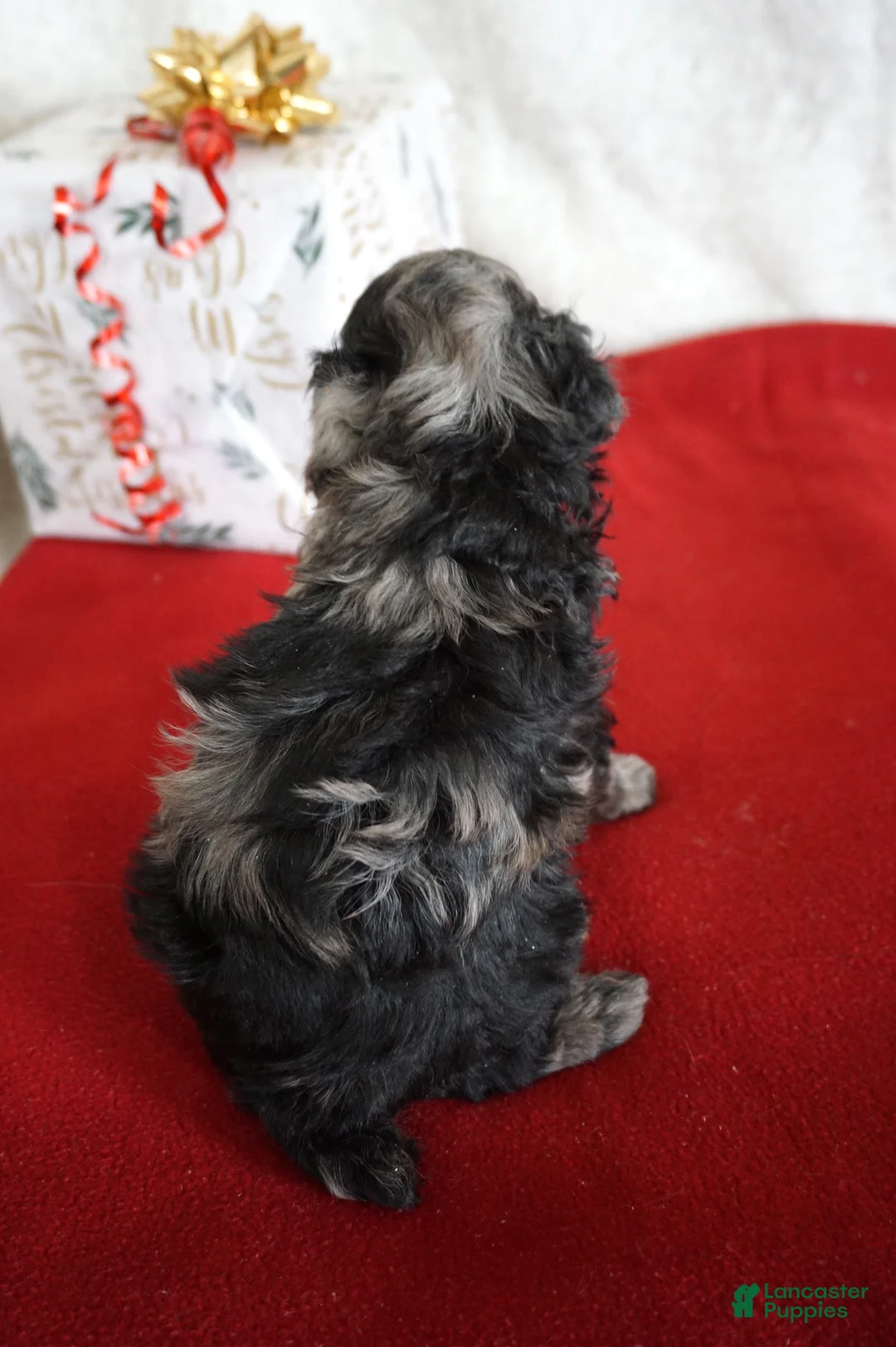 Toy Poodle dogs for sale: Lilly - Ad 14