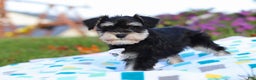 Miniature Schnauzer dogs for sale: Liam - Ad 4
