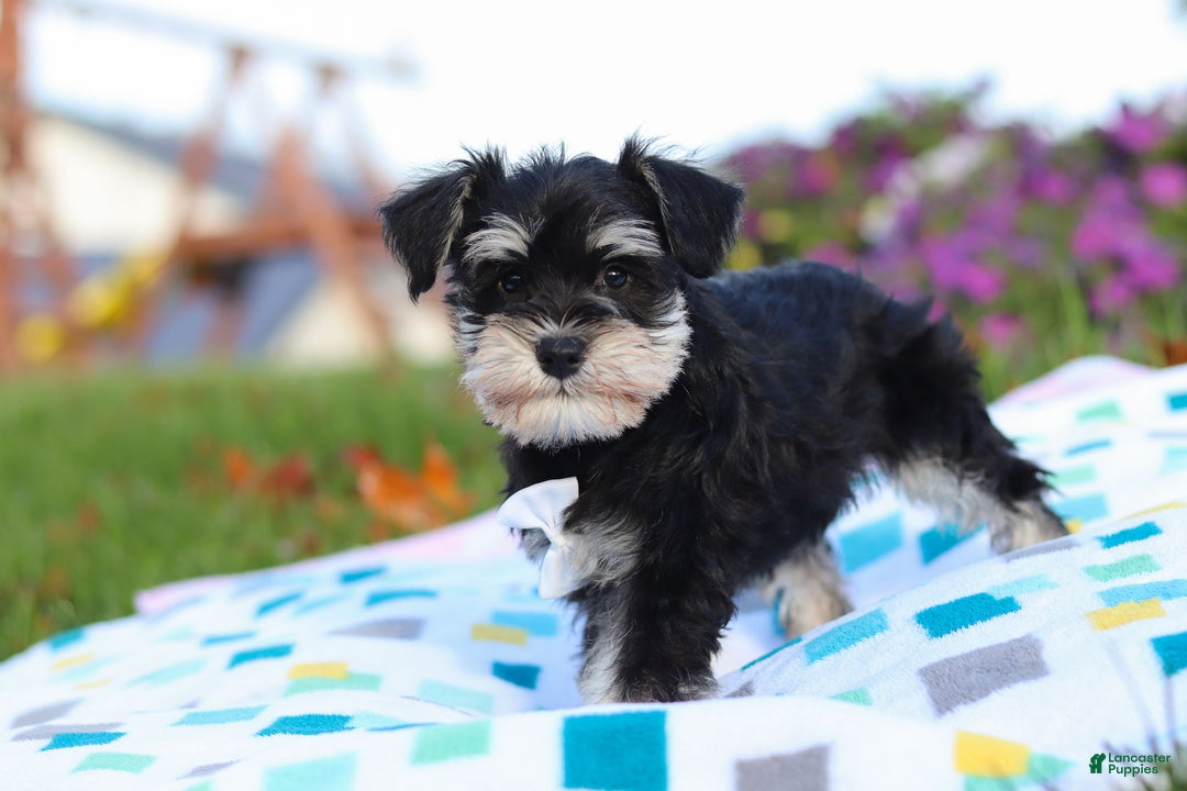 Miniature Schnauzer dogs for sale: Liam - Ad 4
