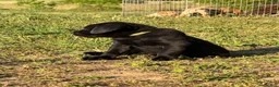 Labrador Retriever dogs for sale: Labrador Retriever Puppy 2 - Ad 2