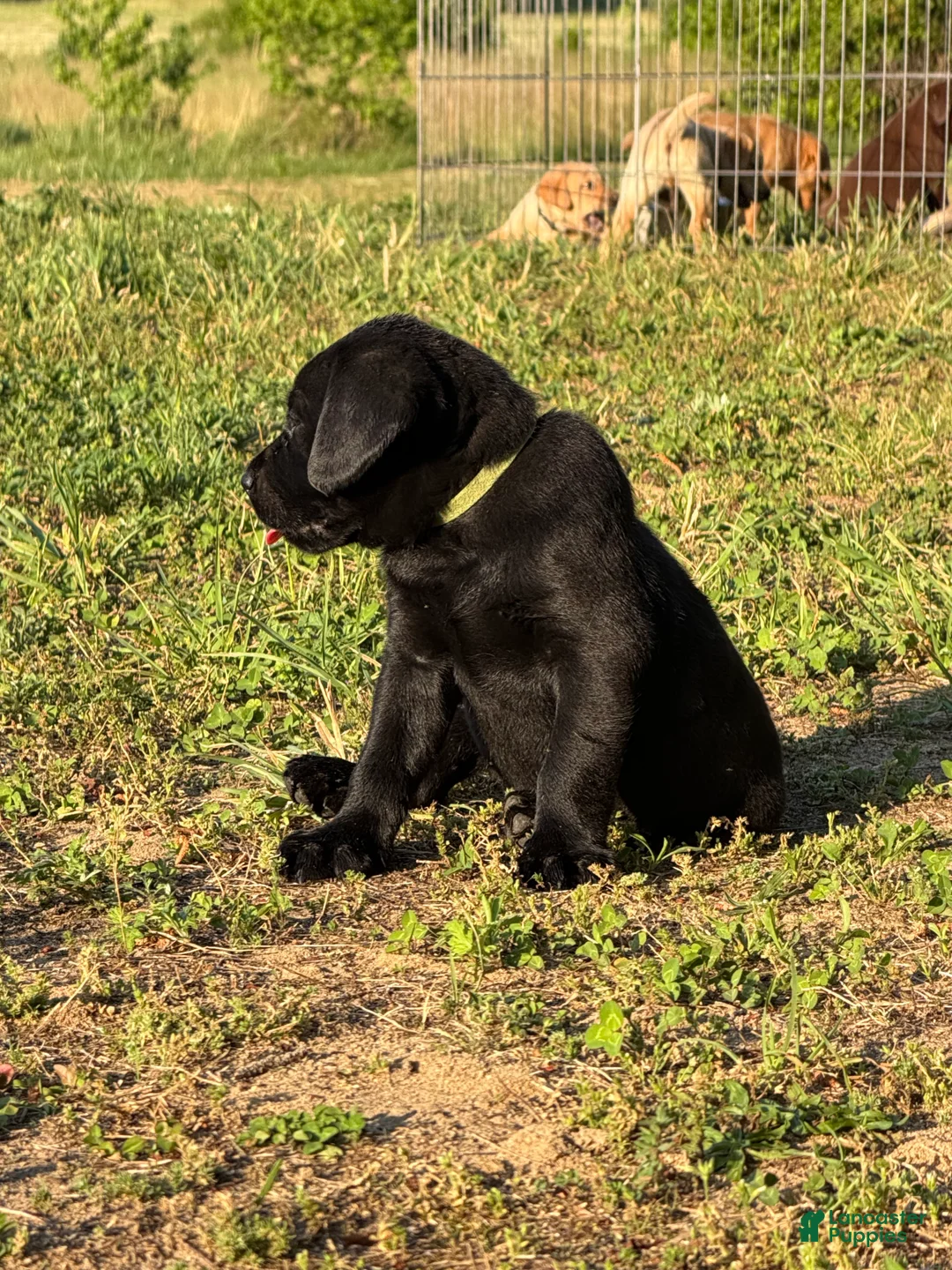 Labrador Retriever dogs for sale: Labrador Retriever Puppy 2 - Ad 2