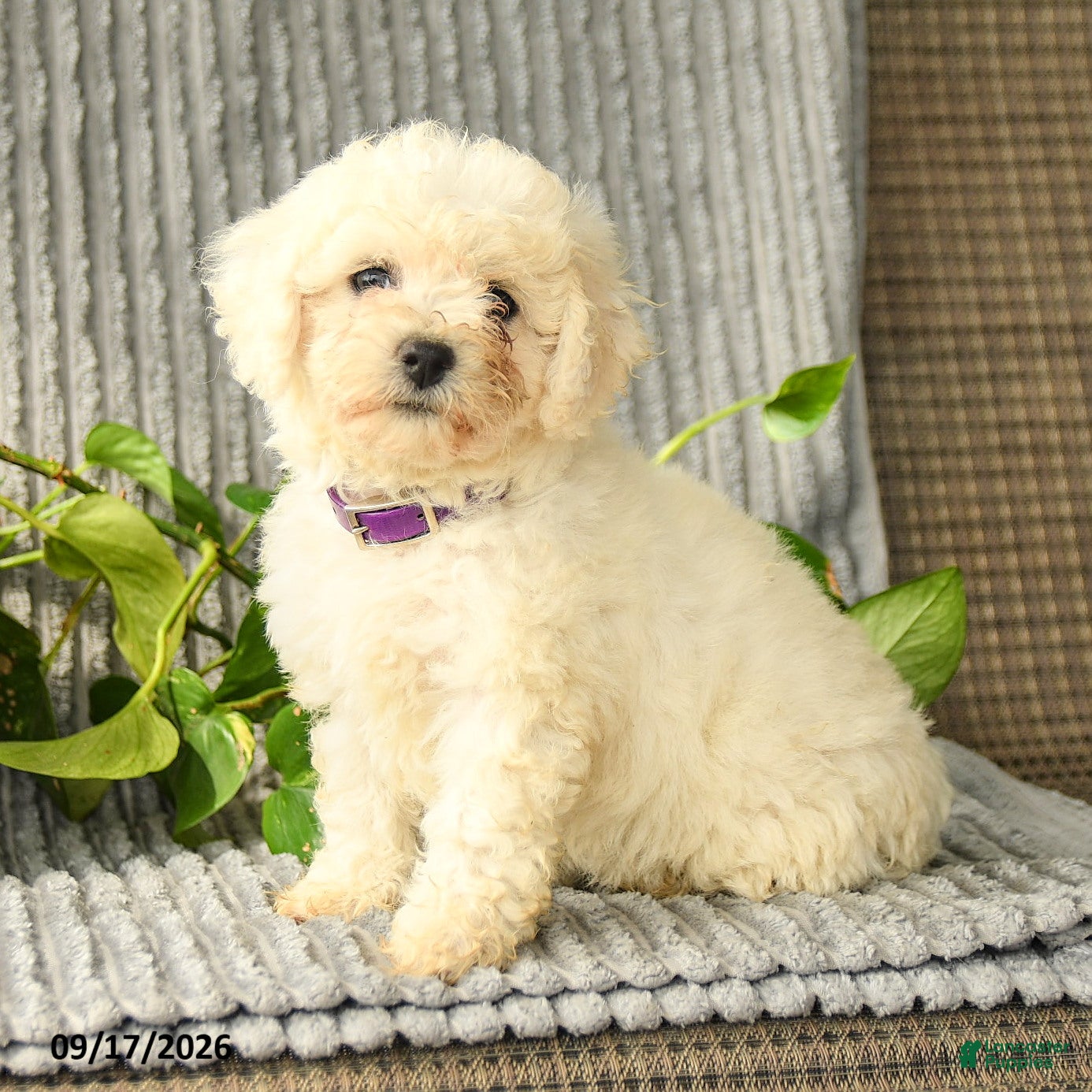 Bichpoo dogs Barbie - Ad 1