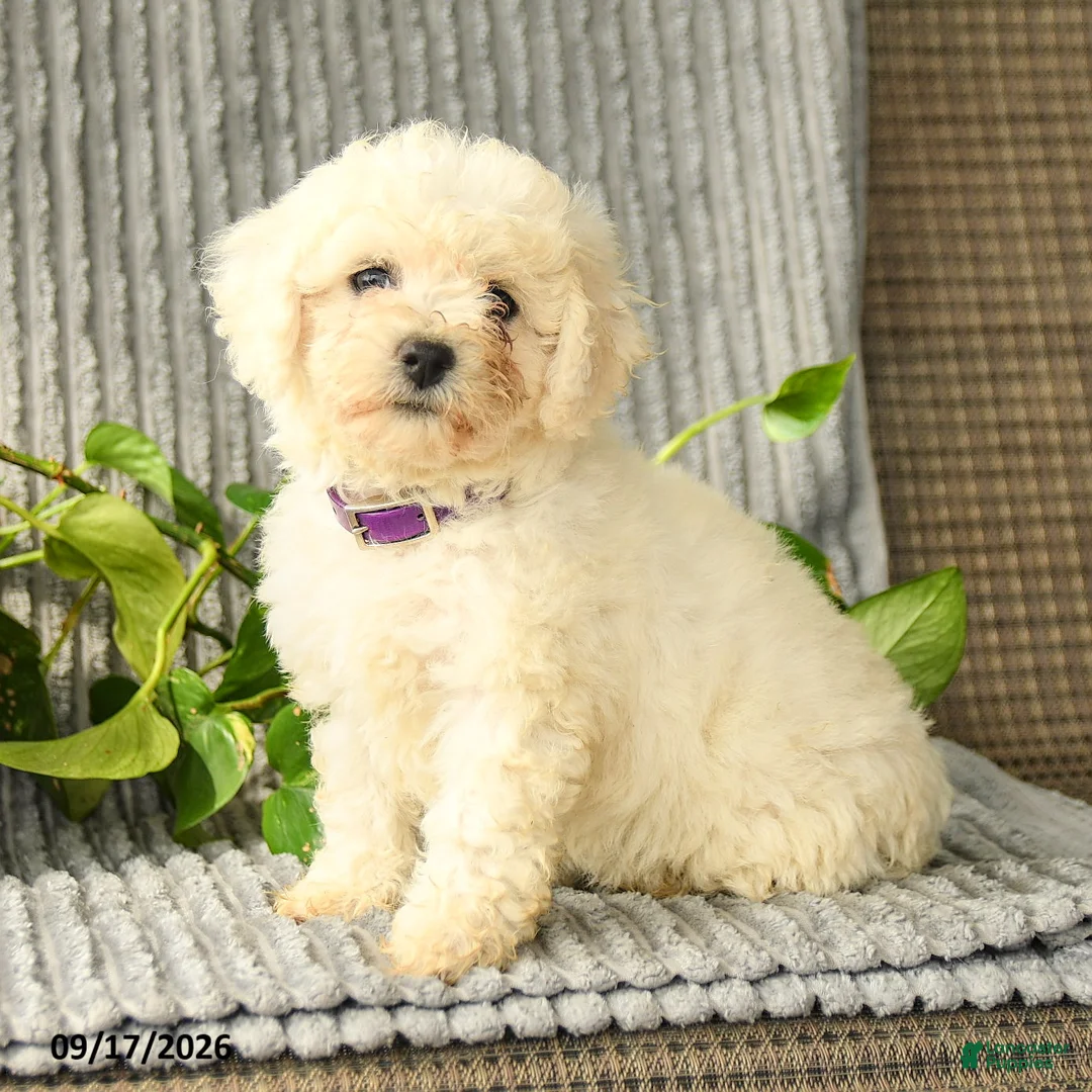 Bichpoo dogs for sale: Barbie - Ad 1