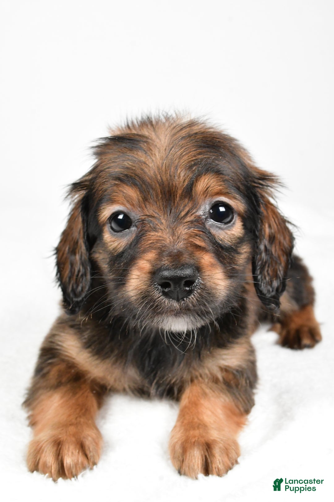Miniature Dachshund dogs for sale: Bailey  - Ad 5