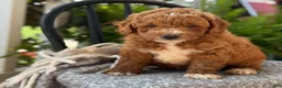 Mini Goldendoodle dogs for sale: Waffles - Ad 6
