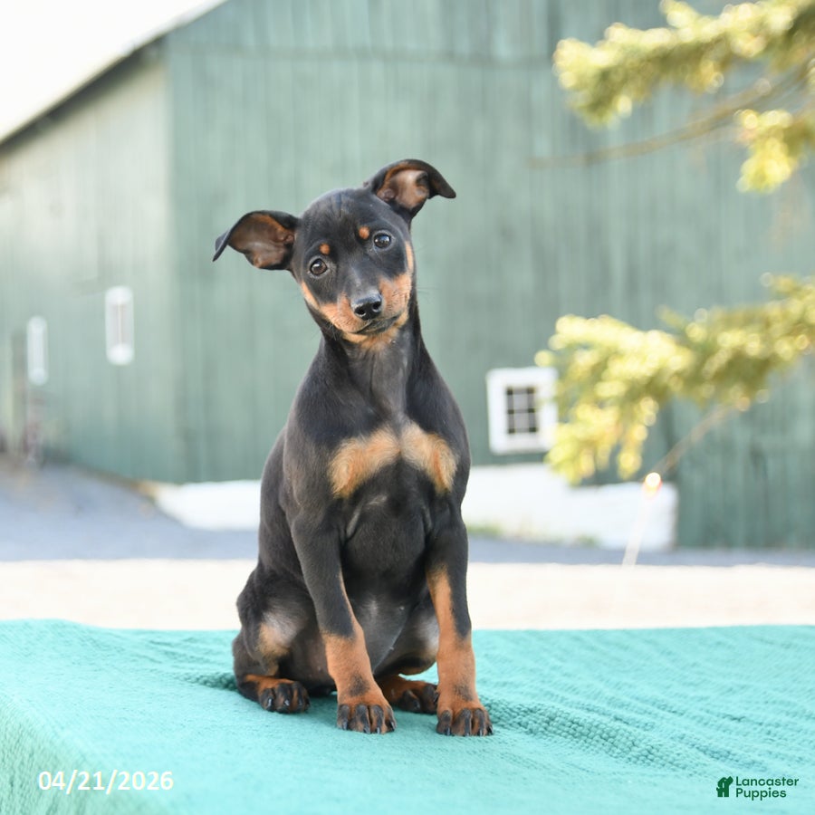Miniature Pinscher dogs Twinkle - Ad 2