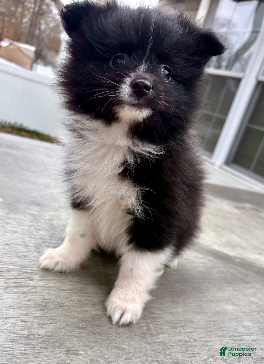 Pomeranian dogs for sale: Onyx - Ad 1