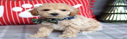 Miniature Poodle dogs for sale: Nicolas  - Ad 7