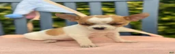 Chihuahua dogs for sale: Honey - Ad 8
