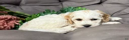 Cockapoo dogs for sale: Benji  - Ad 2