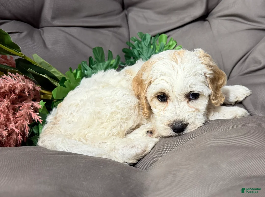 Cockapoo dogs for sale: Benji  - Ad 2