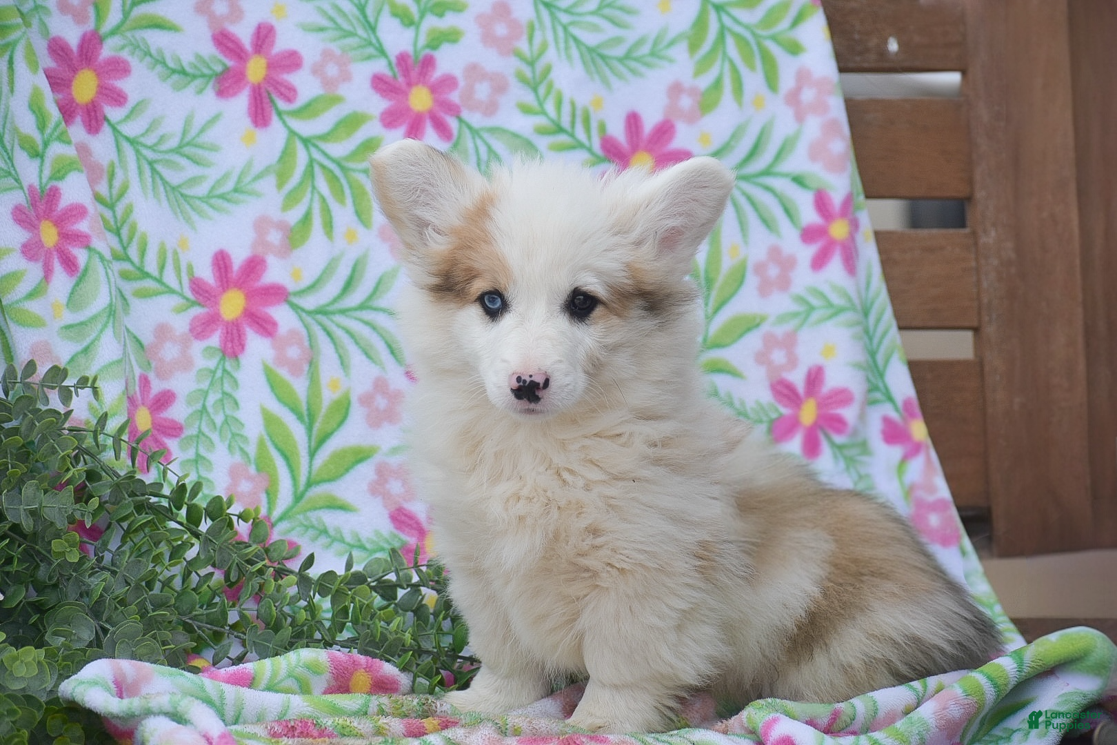 Welsh Corgi Pembroke dogs Maaleck - Ad 1