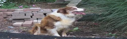 Border Collie dogs for sale: Border Collie 1 - Ad 5