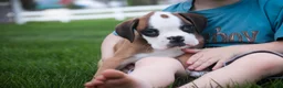 Boxer dogs for sale: Dirk - Ad 4