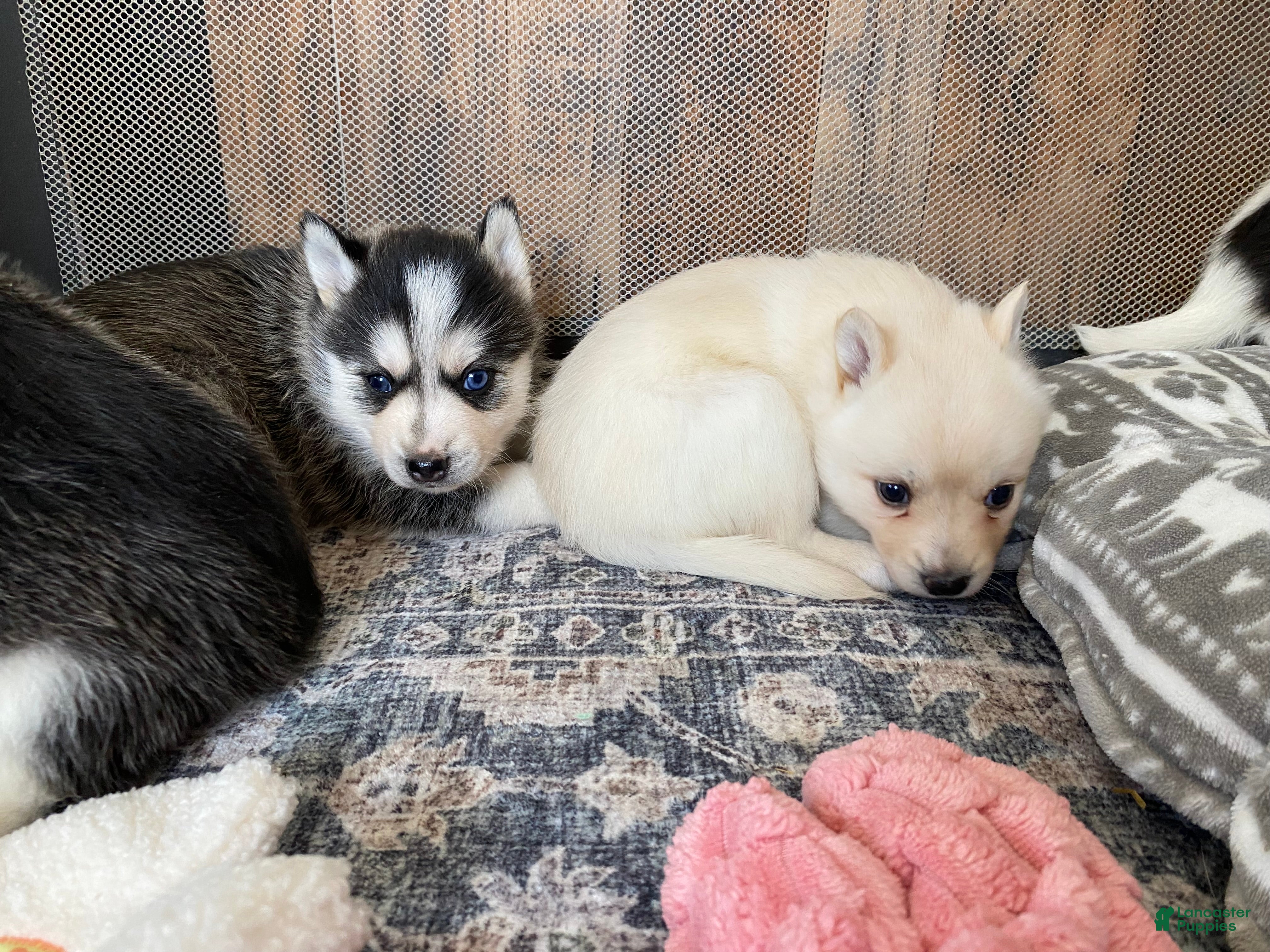 Pomsky dogs Raven - 2 Year Health Contract - Family Loved and Raised  - Ad 2