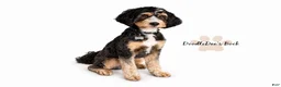 Bernedoodle dogs for sale: Ultra Bernedoodle Puppies - Ad 3
