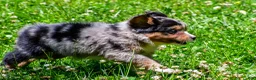 Miniature Australian Shepherd dogs for sale: Felisha - Ad 8