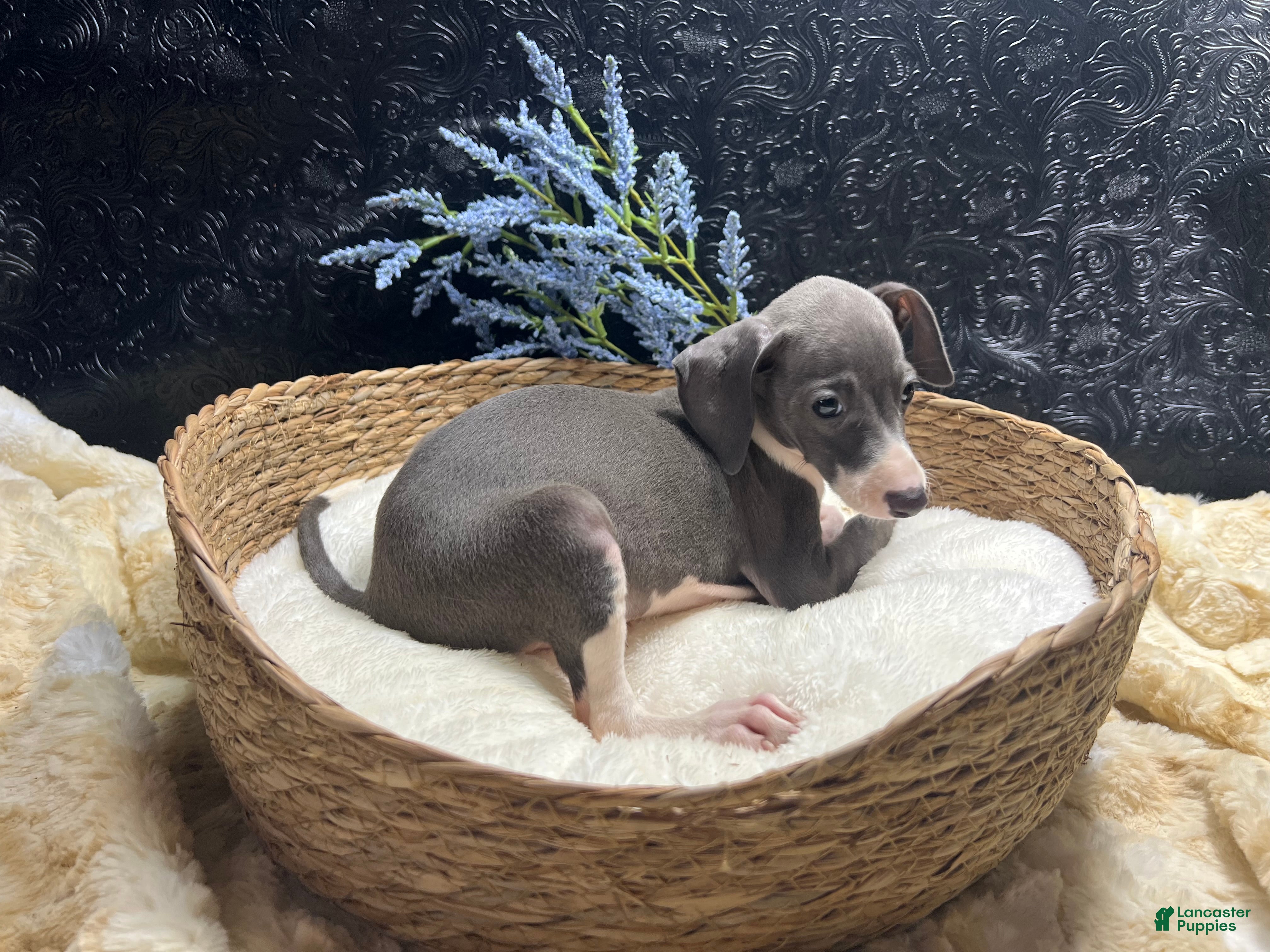 Italian Greyhound dogs Italian Greyhound 1 - Ad 1