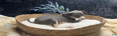 Italian Greyhound 1