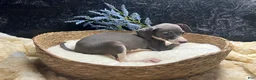 Italian Greyhound dogs for sale: Italian Greyhound 1 - Ad 1