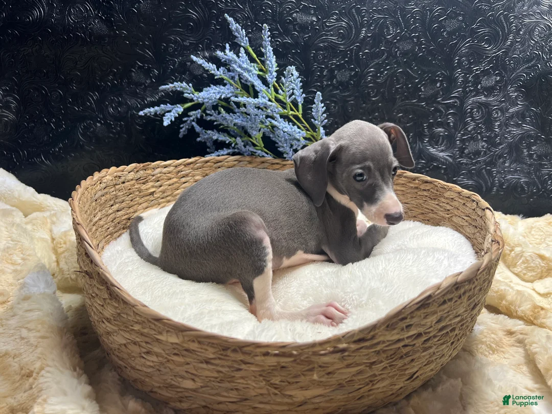 Italian Greyhound dogs for sale: Italian Greyhound 1 - Ad 1