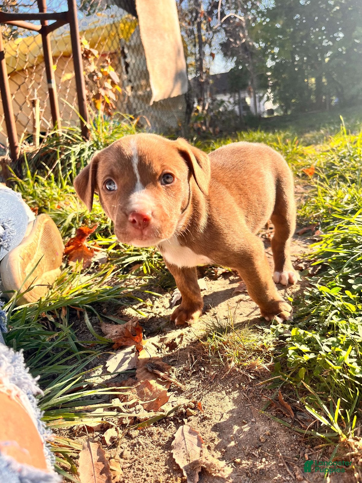 Mixed Breed dogs for sale: Girl 3 - Ad 1