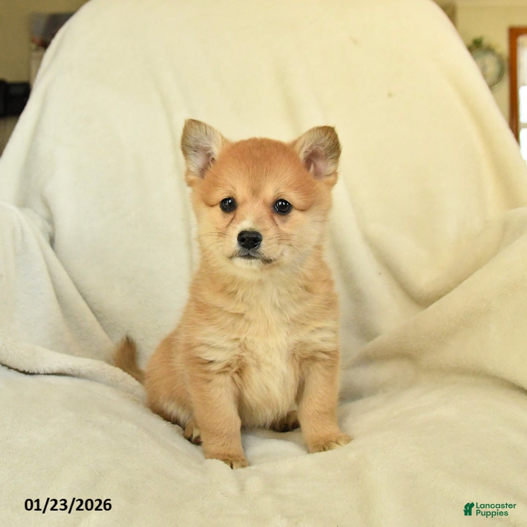 Mixed Breed dogs for sale: Callie - Ad 2