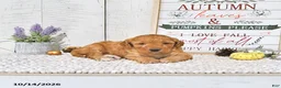 Mini Goldendoodle dogs for sale: Teddy - Ad 4