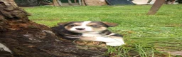 Mixed Breed dogs for sale: CRYSTAL *SALE* - Ad 5