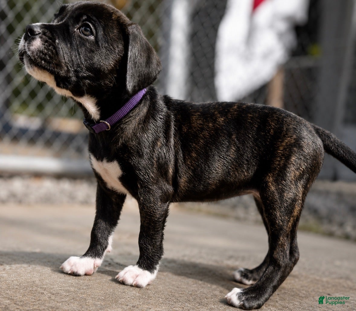 Mixed Breed dogs American Corso purple collar - Ad 32