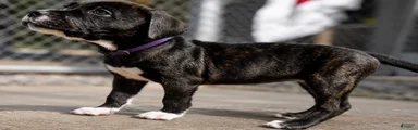American Corso purple collar