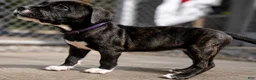 Mixed Breed dogs for sale: American Corso purple collar - Ad 1