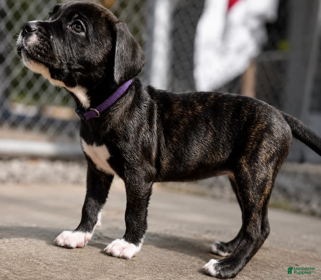 Mixed Breed dogs for sale: American Corso purple collar - Ad 1
