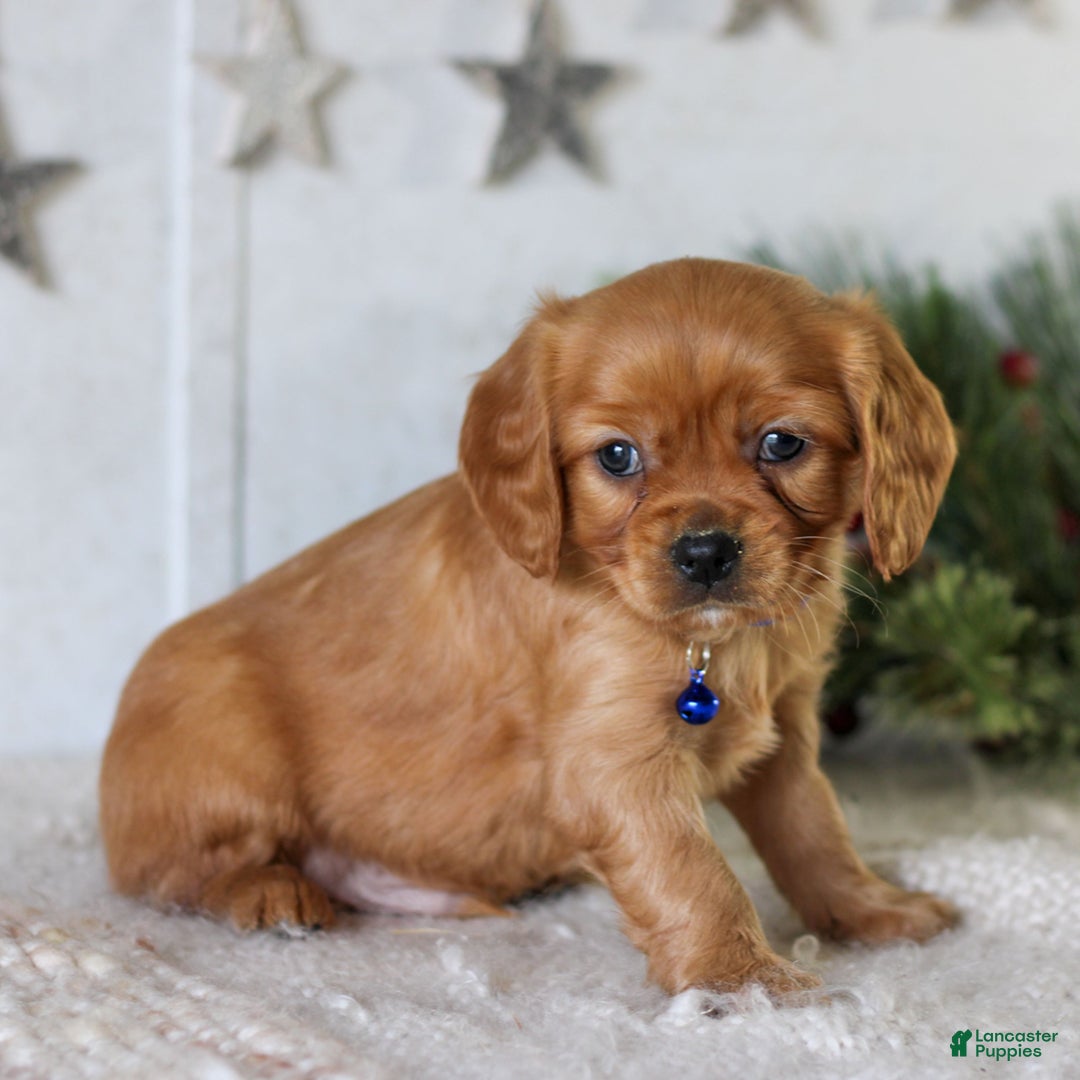 Miniature Golden Retriever dogs for sale: Domino  - Ad 3