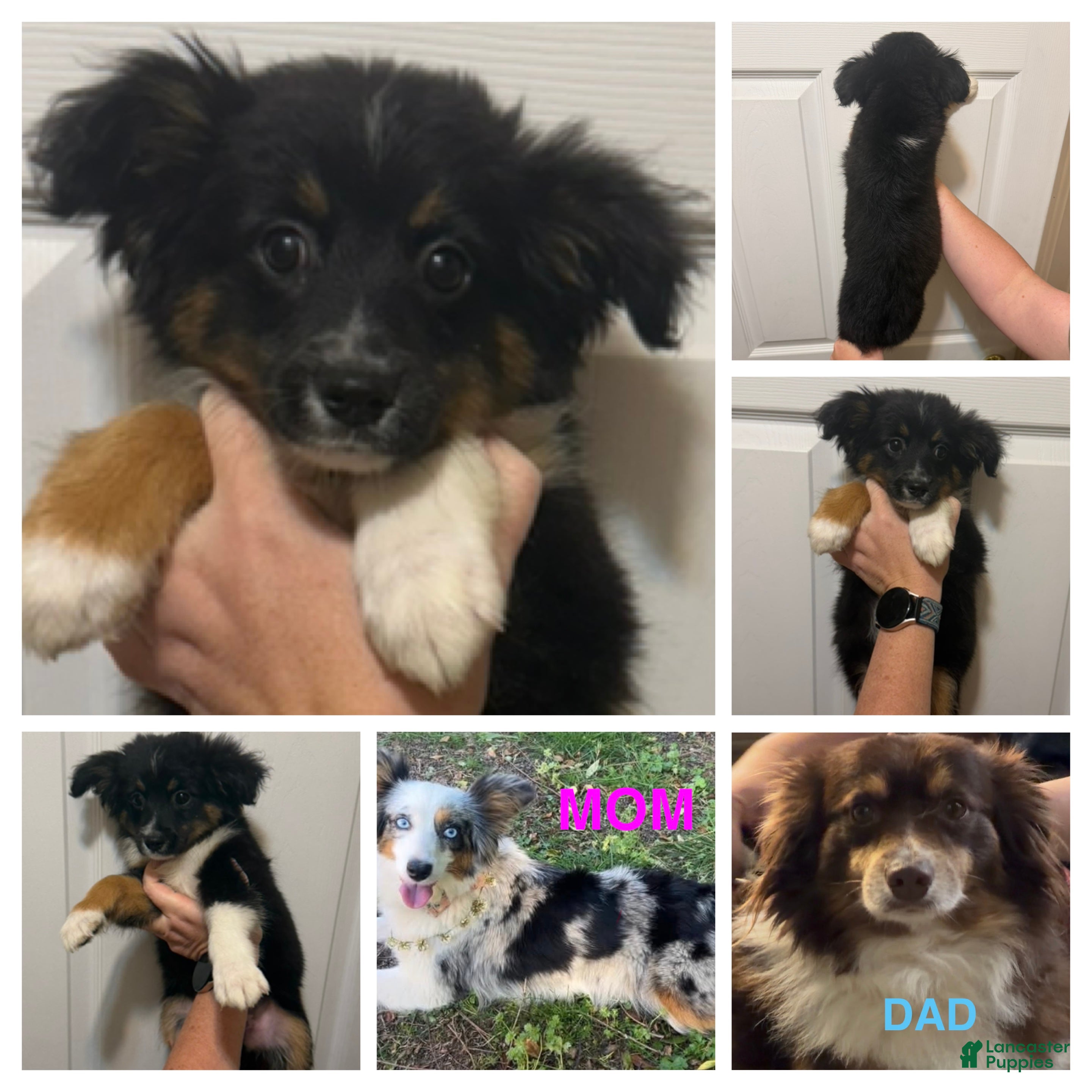 Miniature Australian Shepherd dogs Gray - Ad 16