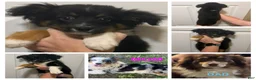 Miniature Australian Shepherd dogs for sale: Gray - Ad 2