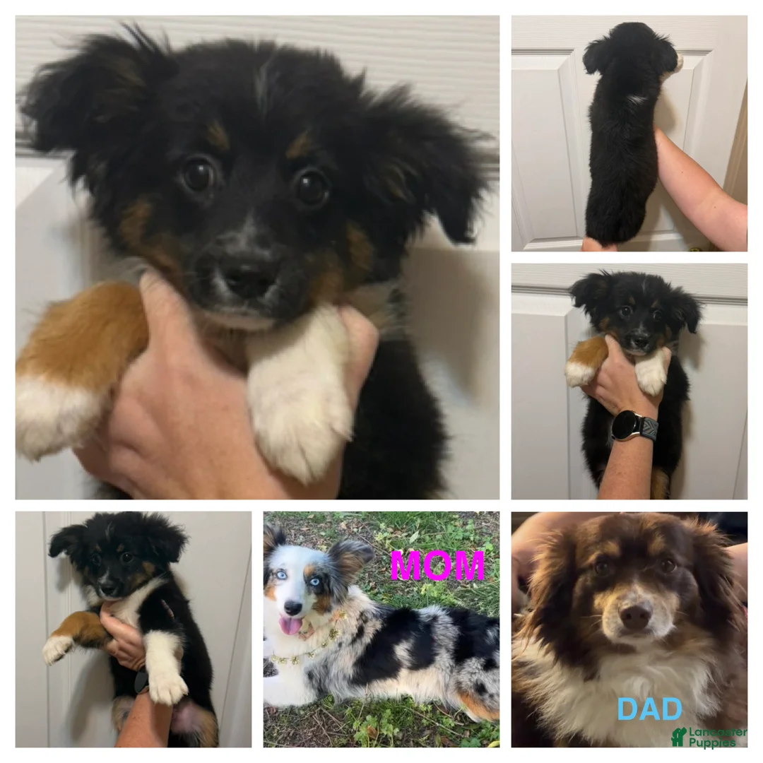 Miniature Australian Shepherd dogs for sale: Gray - Ad 2