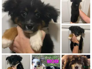 Miniature Australian Shepherd dogs Gray - Ad 16