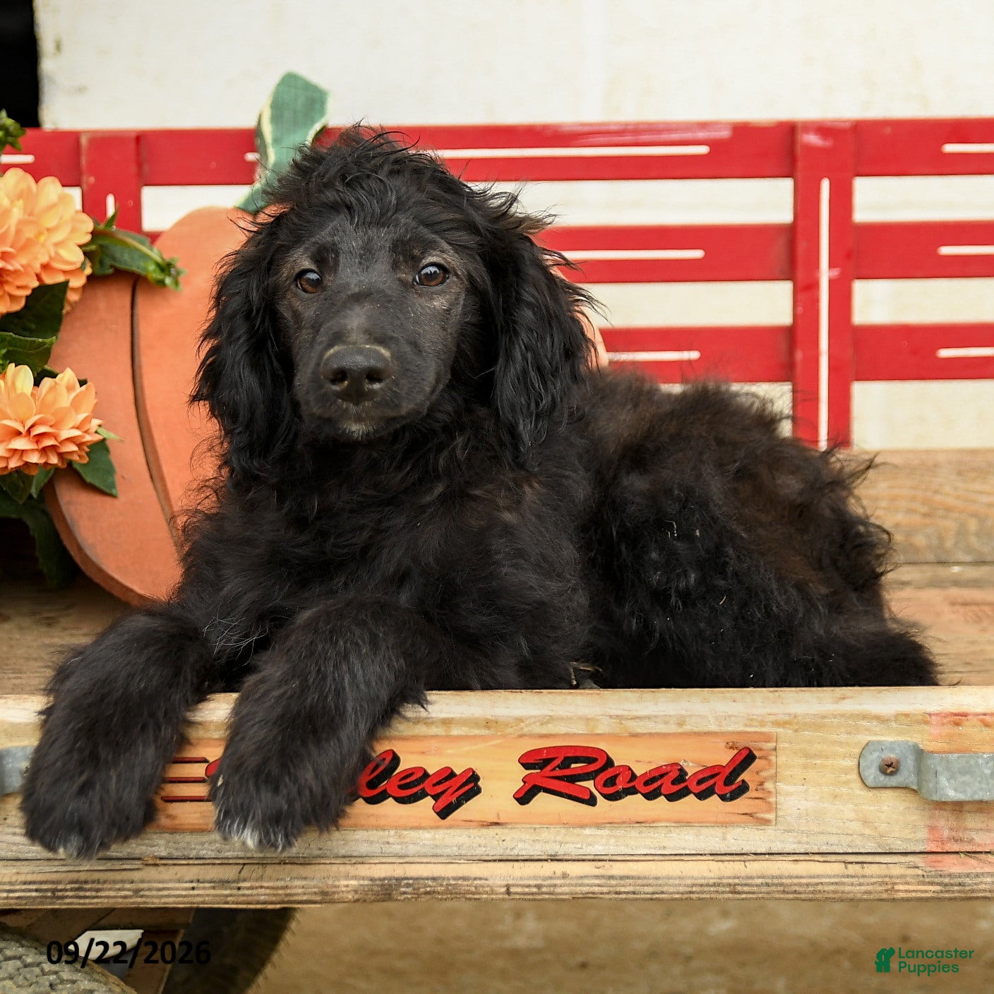 Mini Aussiedoodle dogs Archie - Ad 1