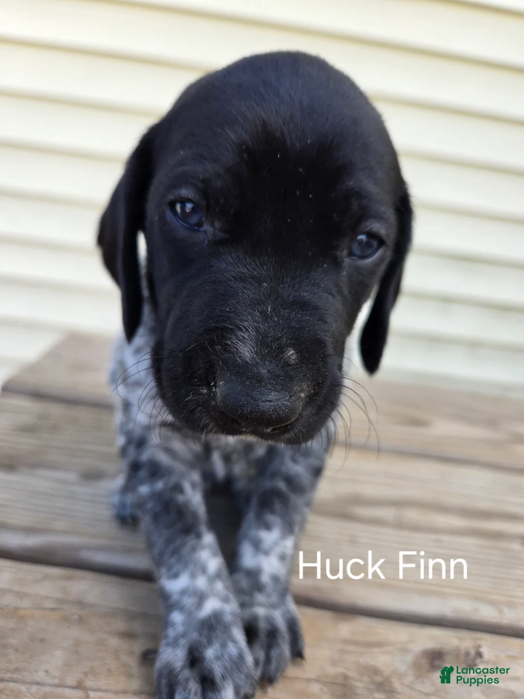German Shorthaired Pointer dogs for sale: Huck Finn  - Ad 1