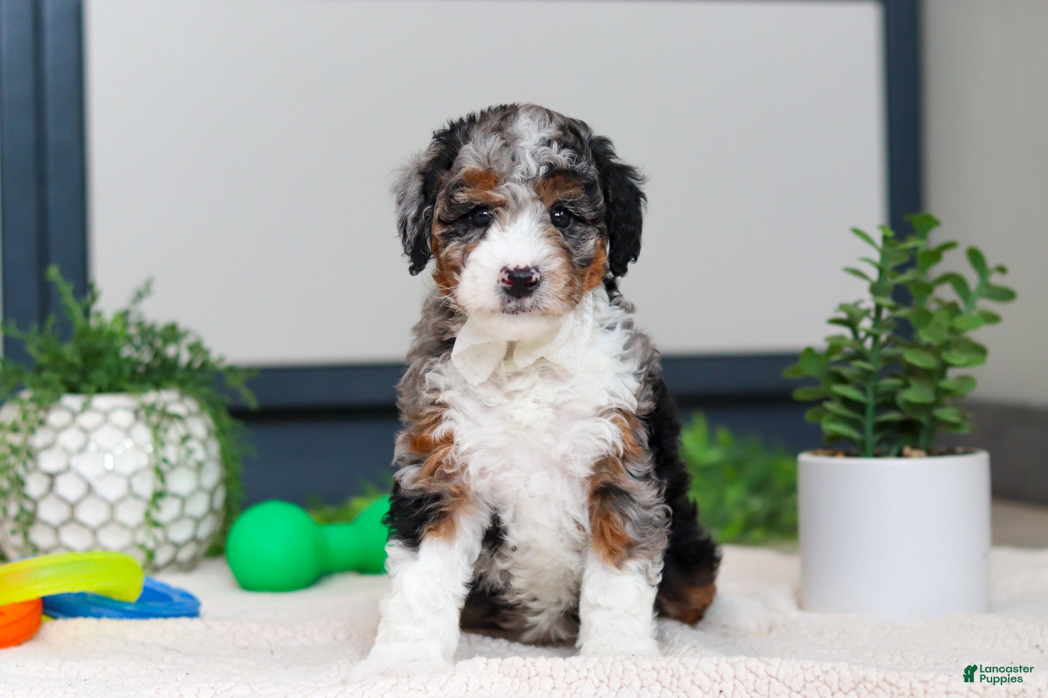 Mini Bernedoodle dogs Jasper - Ad 41