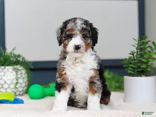 Mini Bernedoodle dogs Jasper - Ad 41
