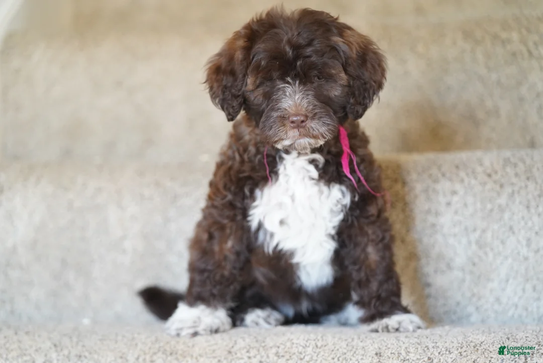 Portuguese Water Dog dogs for sale: Sofi  - Ad 2