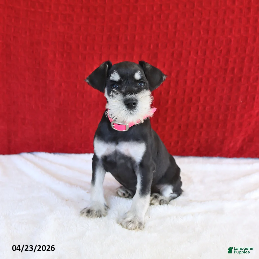 Miniature Schnauzer dogs for sale: Jewel - Ad 1